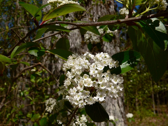 {Viburnum rufidulum}